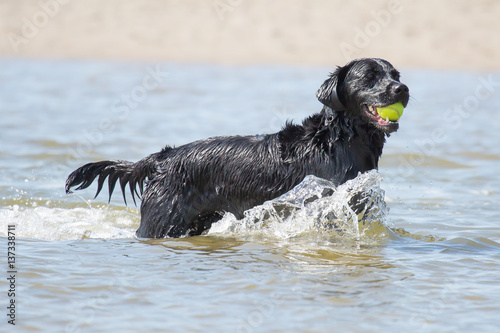 Spielender Hund im Meer