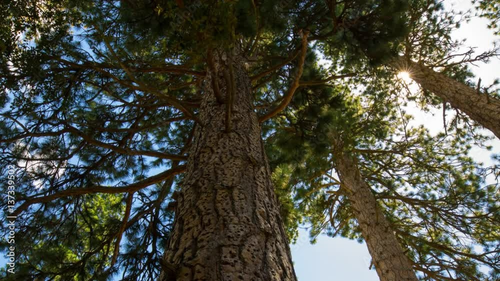 MoCo Timelapse of Alpine Forest Low Angle Tracking Shot -Long Crop- MoCo Timelapse of Alpine Forest Low Angle Tracking Shot -Long Crop-