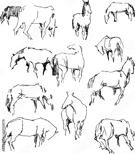 sketches of the horses