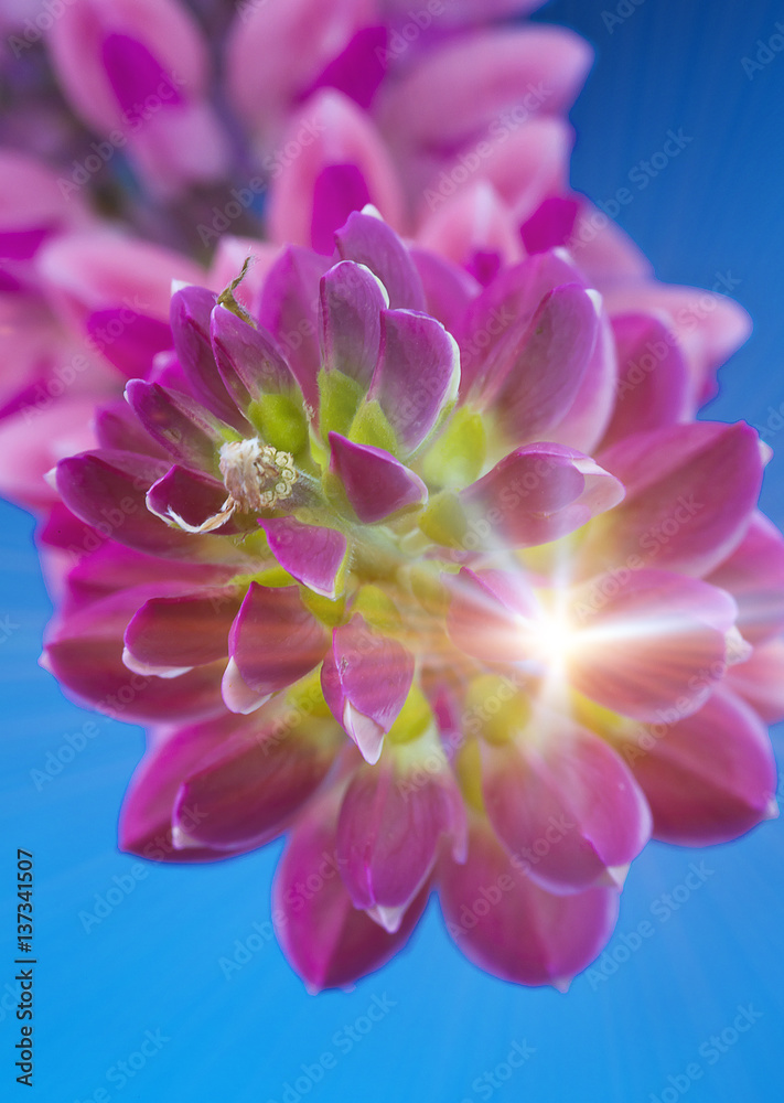 Fototapeta premium lupine, small depth of sharpness