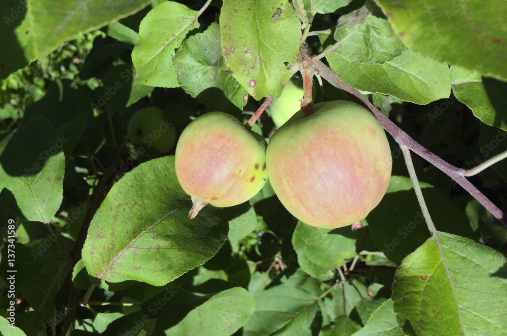 apples on apple tree branches apples on apple tree branches