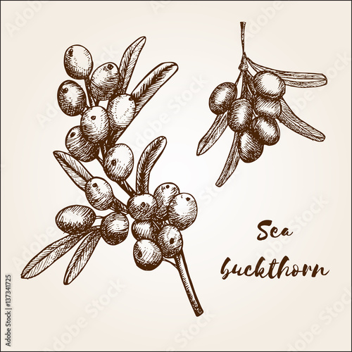 Hand drawn sea buckthorn berries