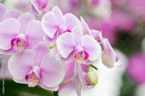 Pink orchid flower blossom in spring