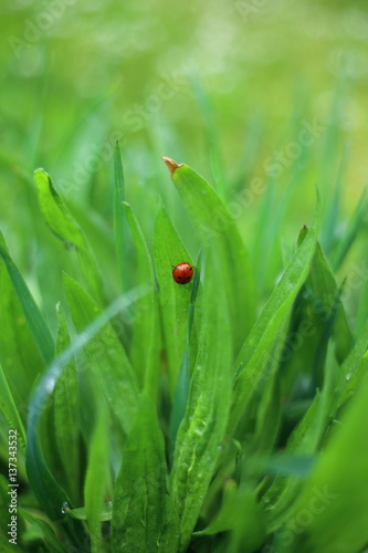 dot  specks  green  red  summer  shiny   forest  dew  sunny  blade  grassland  Sun  botany  biology  