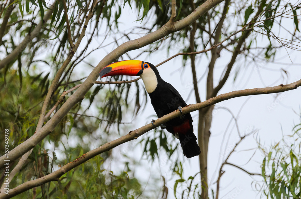 Toucan with long orange beak and blue eyes Toucan with long orange beak and blue eyes