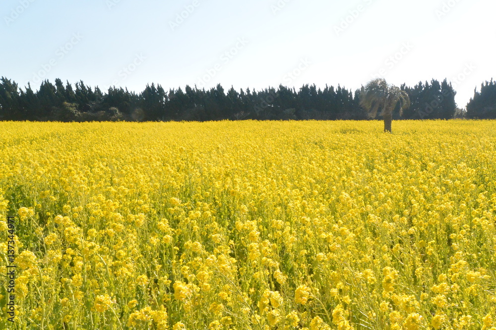 菜の花畑 菜の花畑