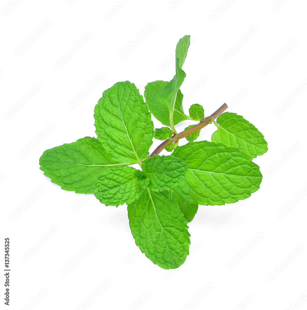 mint leaf on white background mint leaf on white background