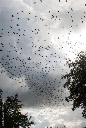 crow swarm