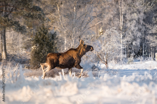 Mother moose trotting in snow on a sunny winter day in Sweden