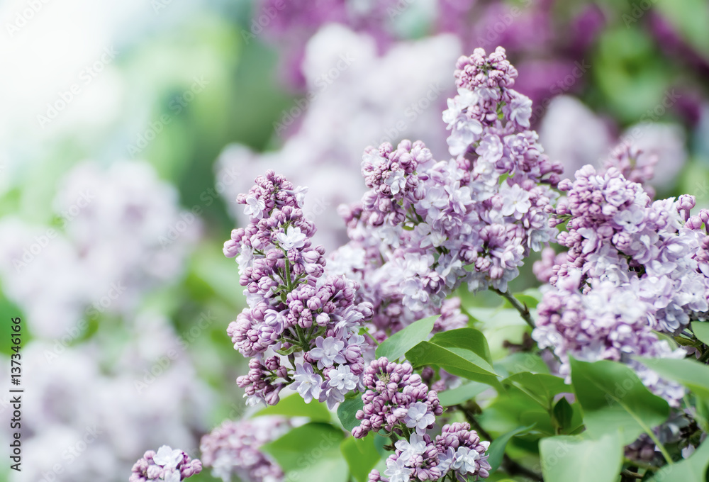 Branch of lilac flowers with green leaves, floral natural vintage hipster background Branch of lilac flowers with green leaves, floral natural vintage hipster background