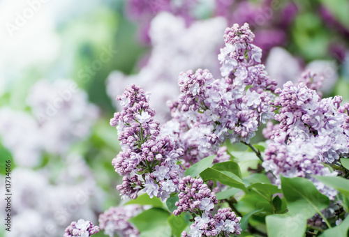 Branch of lilac flowers with green leaves  floral natural vintage hipster background