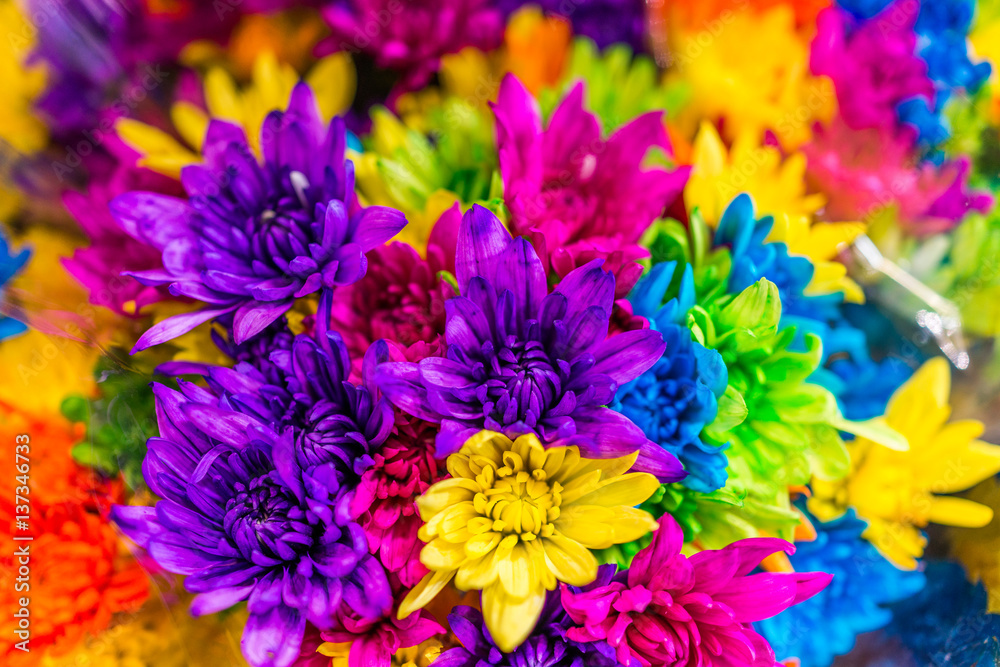 Multi colored dyed daisies in bouquets - obrazy, fototapety, plakaty 