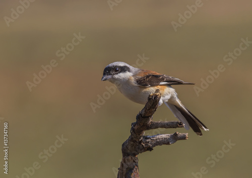 Bay-backed Shrike 