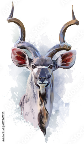 Kudu watercolor painting photo