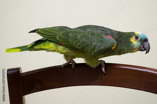 Turquoise fronted parrot at home