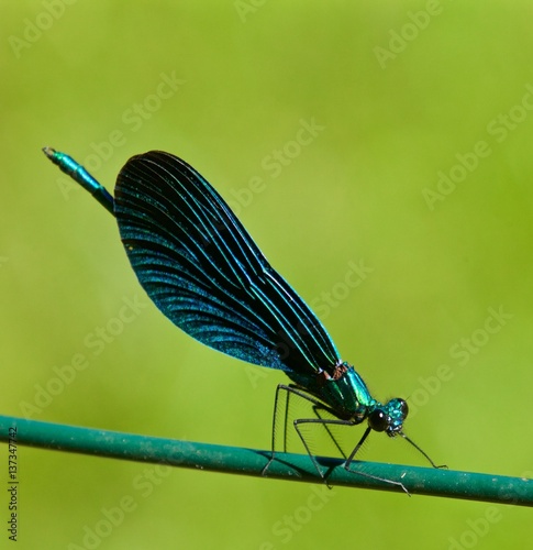 Libellula verde su fondo verde photo