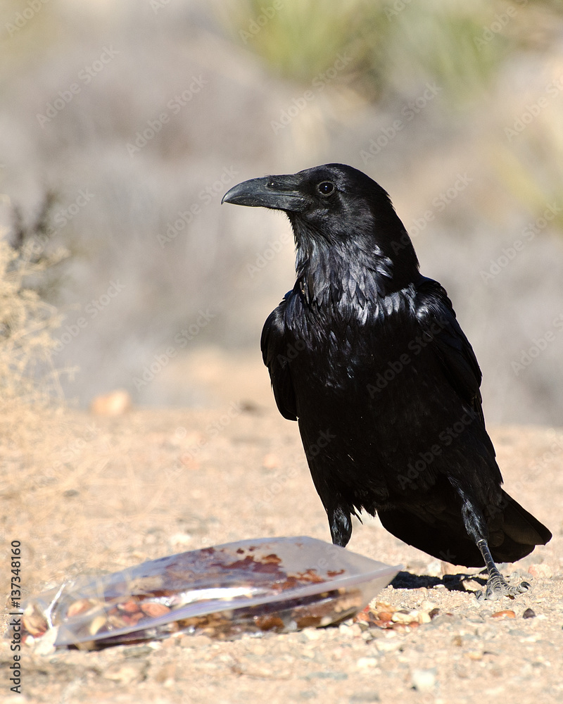 Fototapeta premium Common Raven (Corvus corax), Joshua Tree National Park in California.