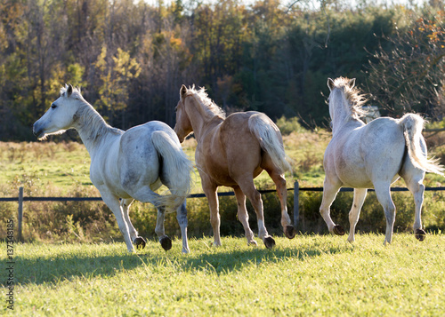 Running Horses, 2015  -  Horses running in a field having just been released from the stables.