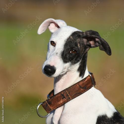 Whippet Welpe