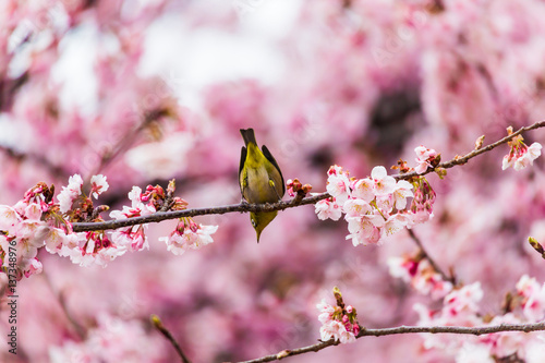 The Japanese White eye.The background is winter cherry blossoms. Located in Shinjuku, Tokyo Prefecture Japan.
