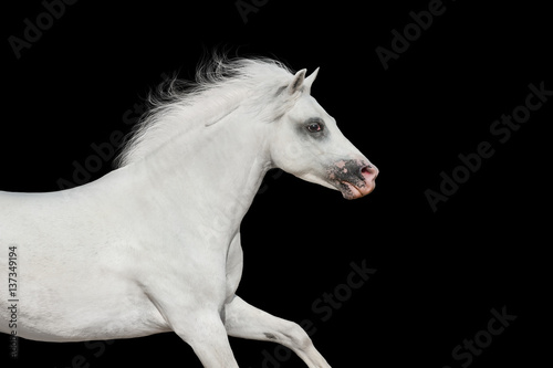 White beautiful pony portrait in motion isolated on black background © kwadrat70
