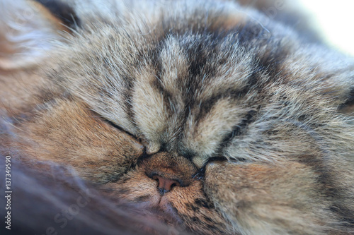 The sleepy yellow persian cat