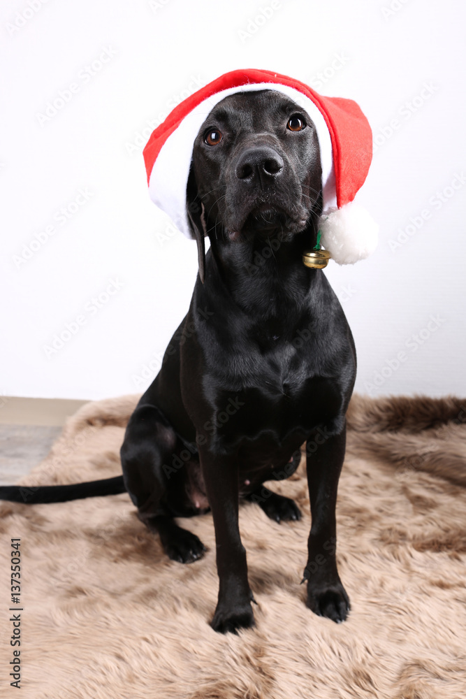 Amosfun Weihnachtsmütze Mit Geweih Für Hunde & Katzen – Niedliches Elch-Kostüm Für Weihnachtsfotos