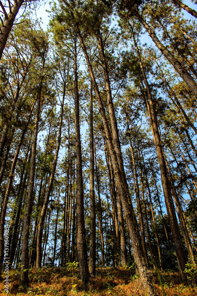 Trees in a forest, nature backgrounds. Trees in a forest, nature backgrounds.