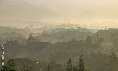 Morning time wild forest in the sunrise misty fog. © 223046