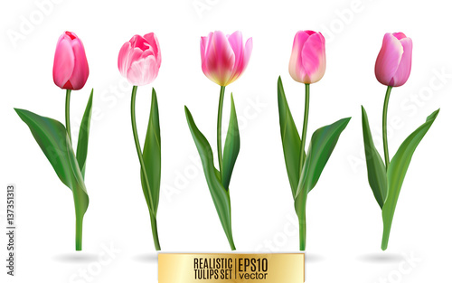 Realistic vector tulips set. Not trace. The blank for your design. Pink tulips flowers on white background. #137351313