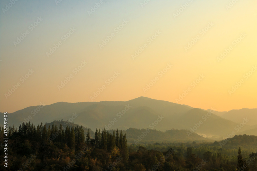 Fototapeta premium Morning time wild forest in the sunrise .