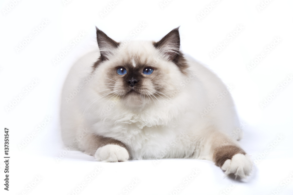 Beautiful cat ragdoll with blue eyes on white background. Beautiful cat ragdoll with blue eyes on white background.