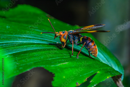 Mantisfly (mantispidae), beautiful bug on leaves in forest.