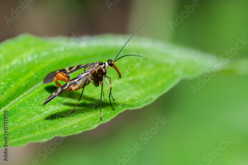 Scorpion fly (mecoptera), beautiful bug on leaves in forest.