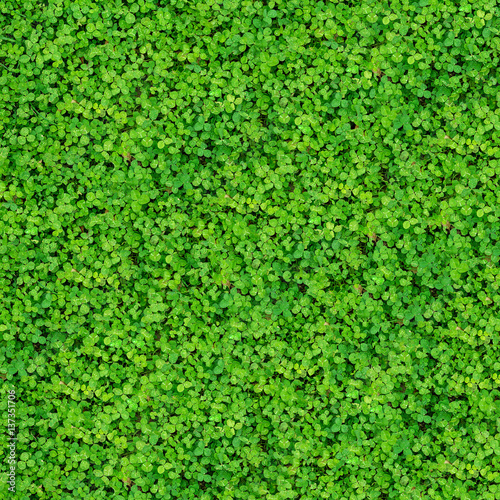 Natural texture with many clover leaves