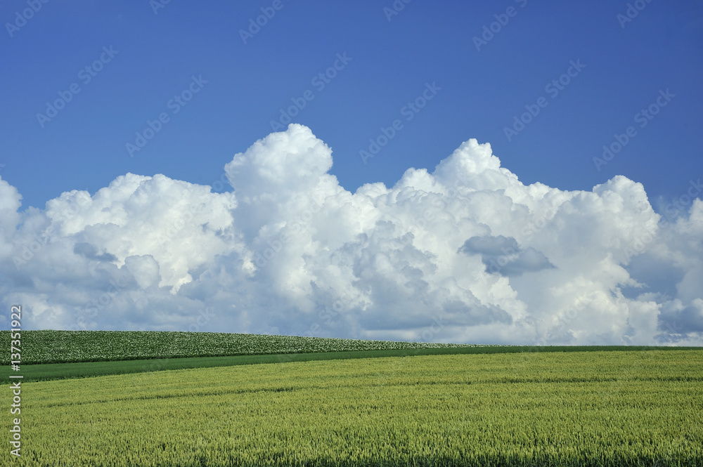 小麦畑と積乱雲