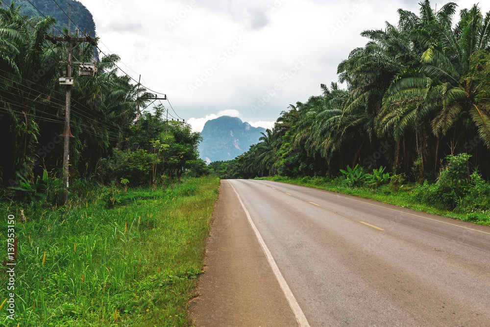 Asphalt road though the tropical jungle, rainforest, Krabi