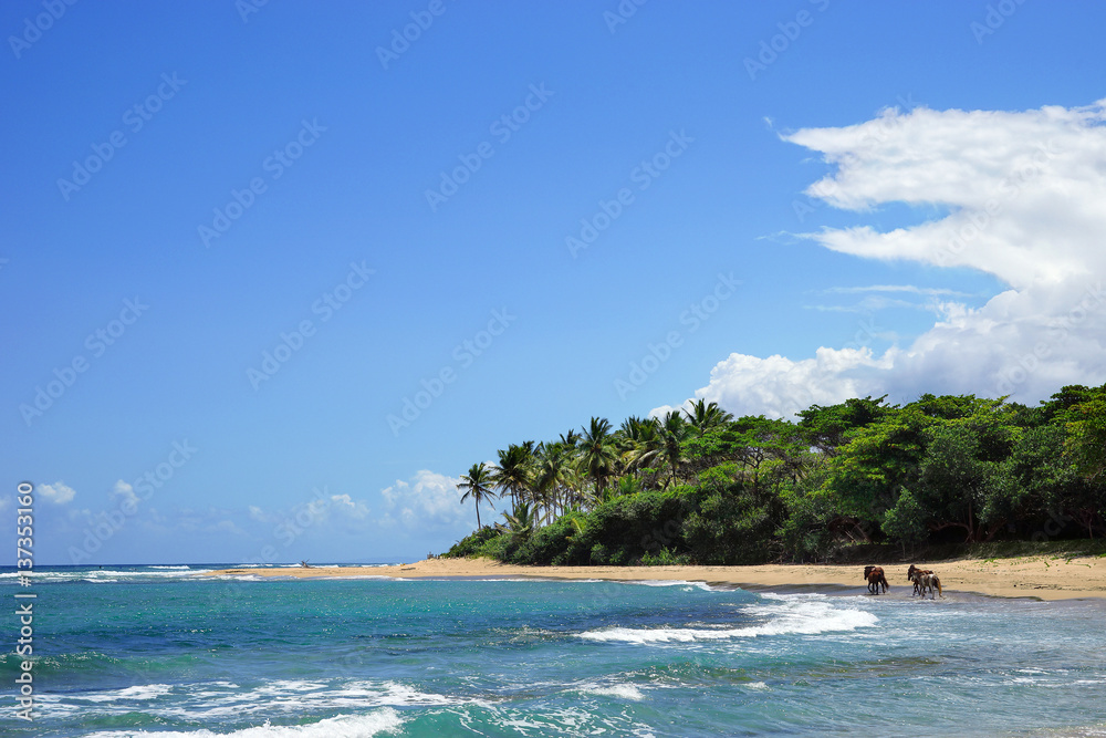 Beautiful wild beach with clear turquoise water, sand and palms.