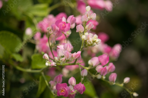 Mexican creeper flower, Small Pink mix white flower