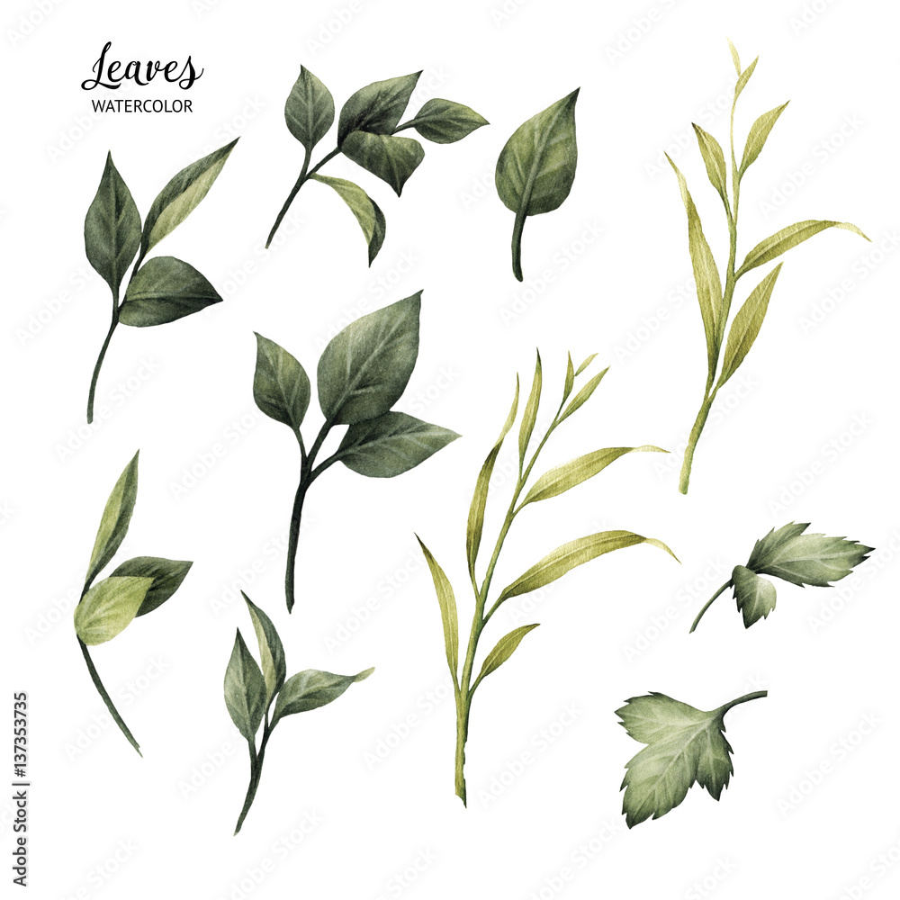 Leaves, watercolor, can be used as greeting card, invitation card for wedding, birthday and other holiday and  summer background