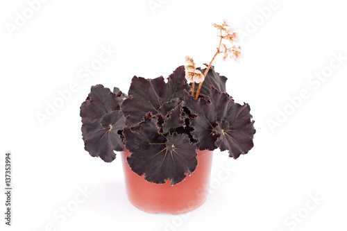 Begonia Dark Mambo .Decorative houseplant .
