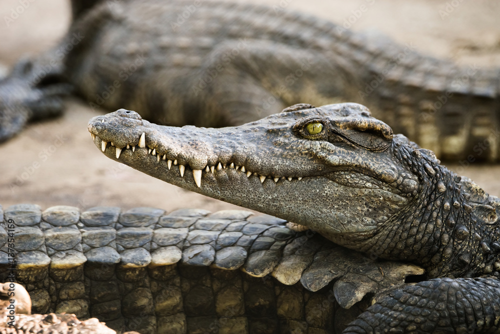 Fototapeta premium Saltwater crocodile head