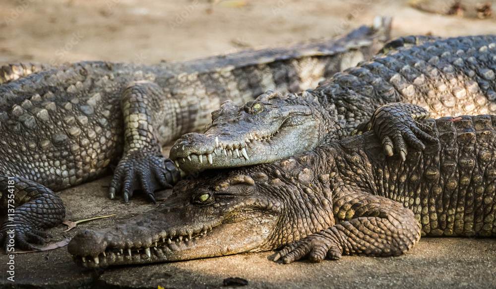 Group of saltwater crocodiles in the Phuket zoo, Thailand. Group of saltwater crocodiles in the Phuket zoo, Thailand.