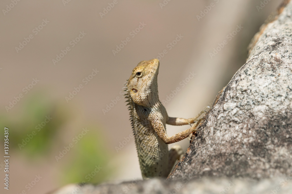 Fototapeta premium Oriental garden lizard (Calotes versicolor) sitting on a stone