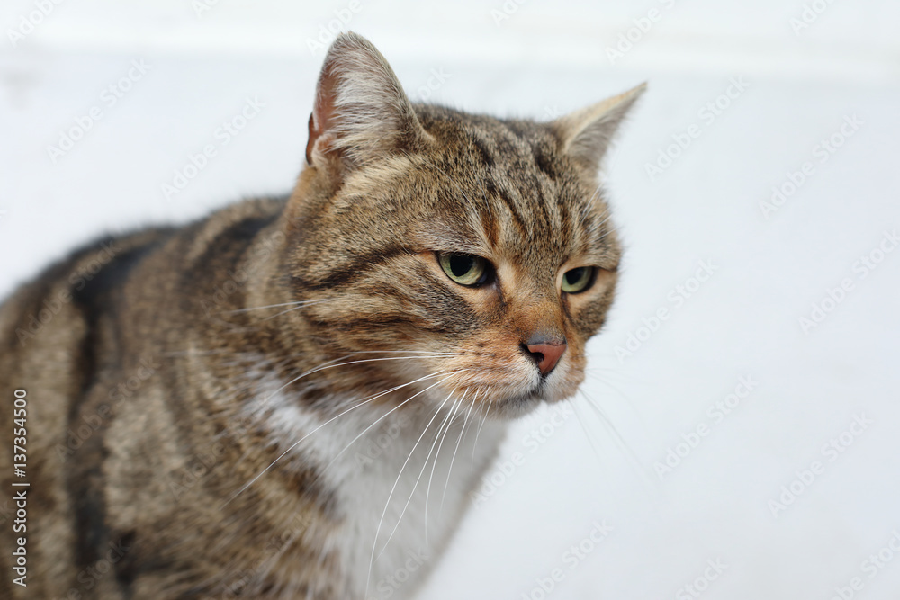 cat on a white background
