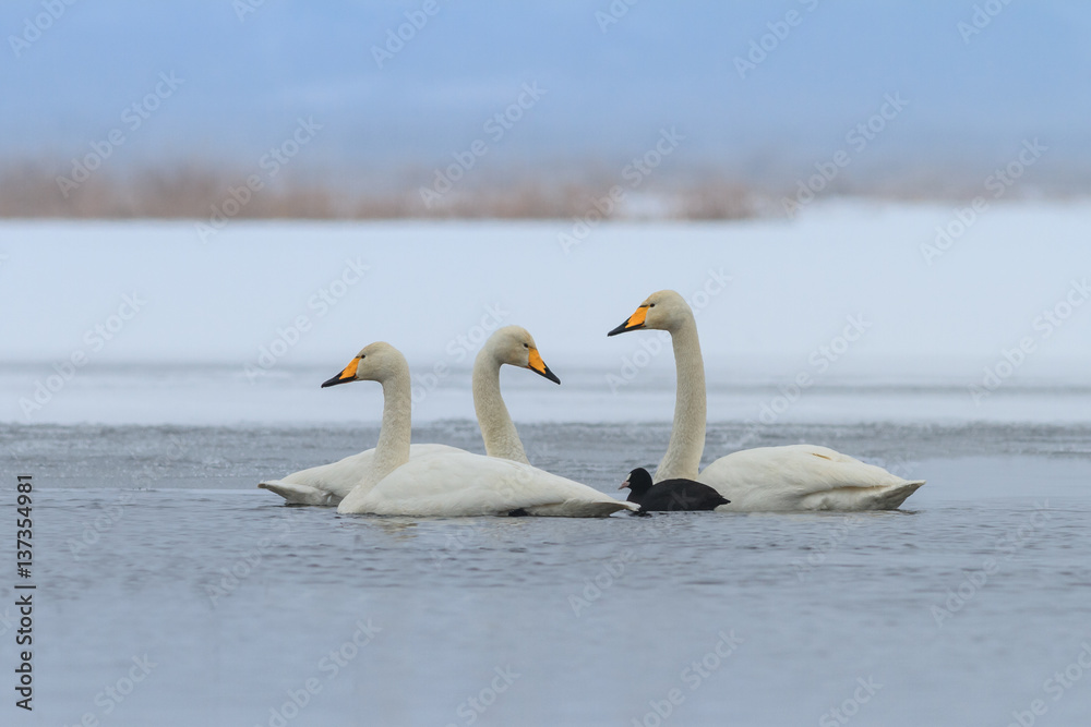 Whooper Swan and Eurasian coot in winter Whooper Swan and Eurasian coot in winter