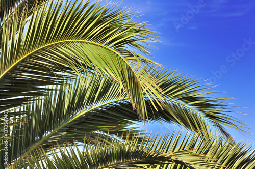 feuilles de palmier sous ciel bleu
