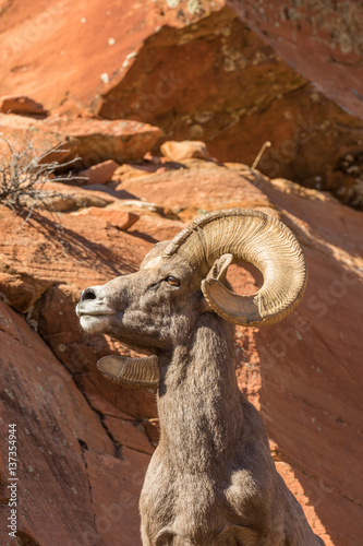 Desert Bighorn Sheep Ram © natureguy