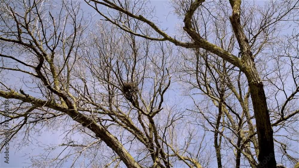 The branches of a large leafless tree are cut against the sky in winter
The branches of a large leafless tree are cut against the sky in winter