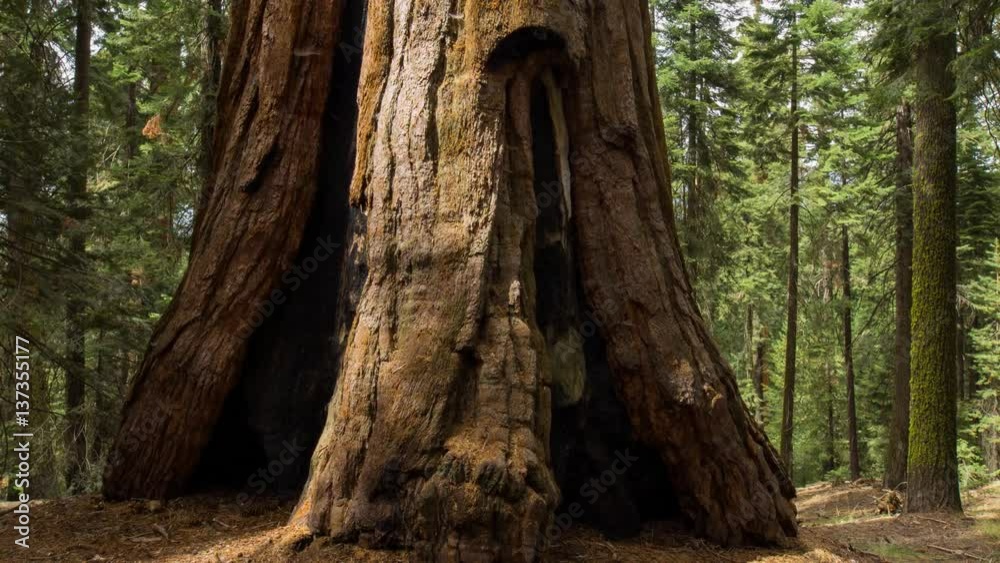 MoCo Timelapse Tracking Shot of Giant Sequoia Trunk -Tilt Up- MoCo Timelapse Tracking Shot of Giant Sequoia Trunk -Tilt Up-